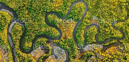 Creek meandering between the mangroves